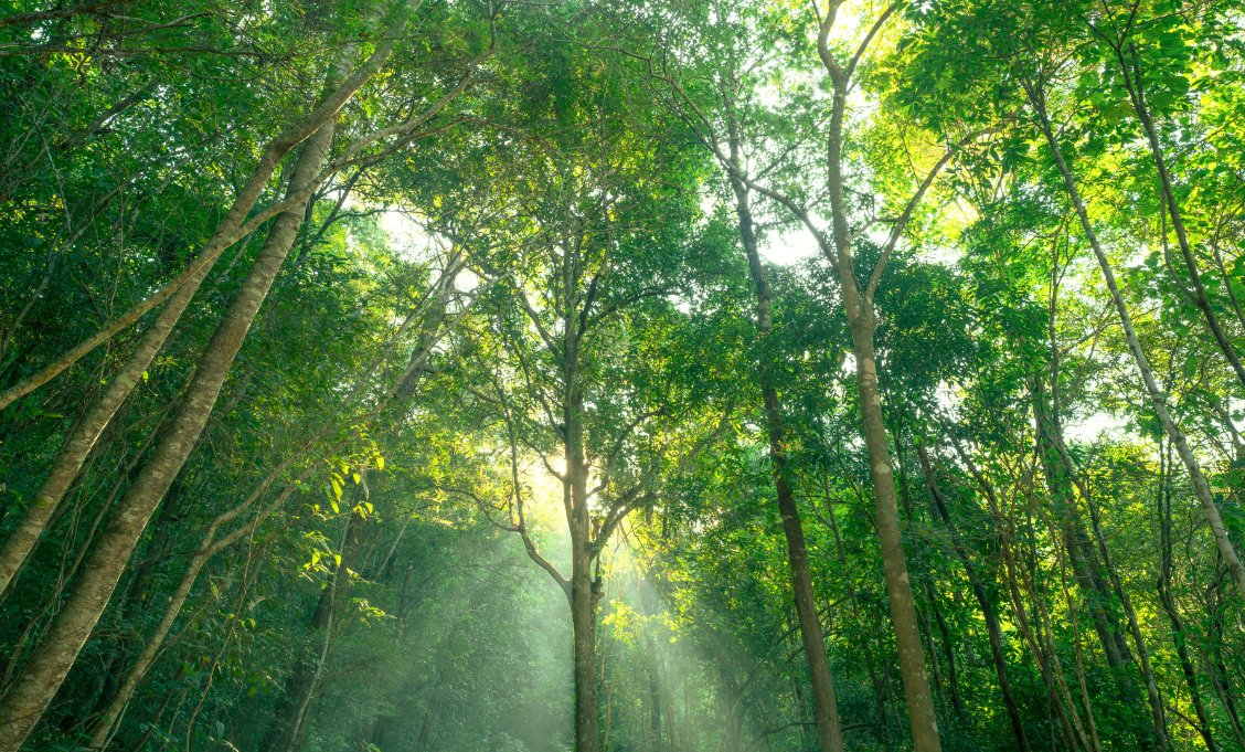 Biogenic carbon and fossil carbon 
