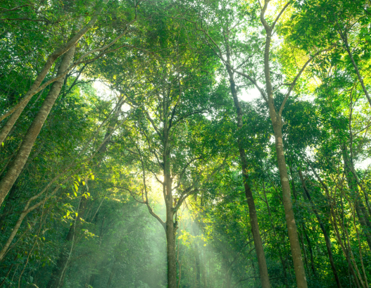 Biogenic carbon and fossil carbon 